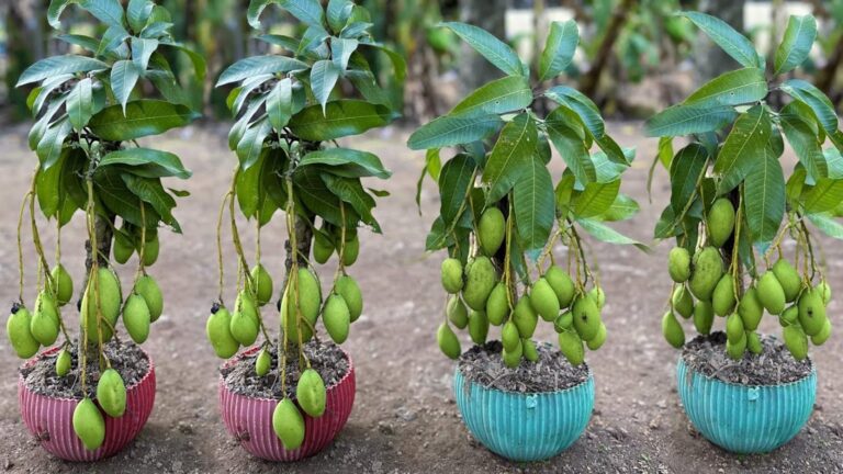 Questo metodo semplice trasforma un ramo in un albero di mango… scopri come!