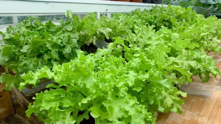 Questo semplice gesto trasforma bottiglie di plastica in un orto rigoglioso…