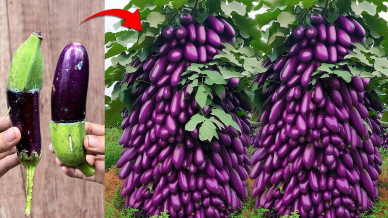 Questo trucco dimenticato trasforma una banana in un banano… scopri come farlo facilmente!