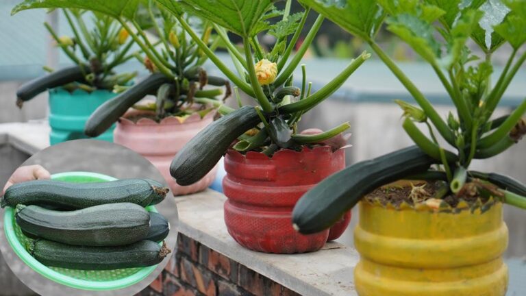 Questo semplice gesto trasformerà le tue bottiglie di plastica in piante di zucchine…