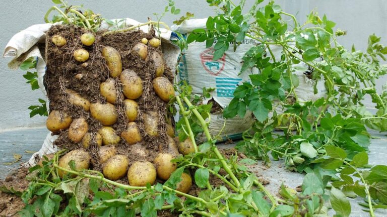 Questo metodo per coltivare patate in sacchi è una sorpresa per tutti…