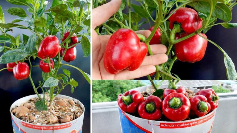 Questo semplice gesto trasforma i peperoni in piante rigogliose e piene di frutti…