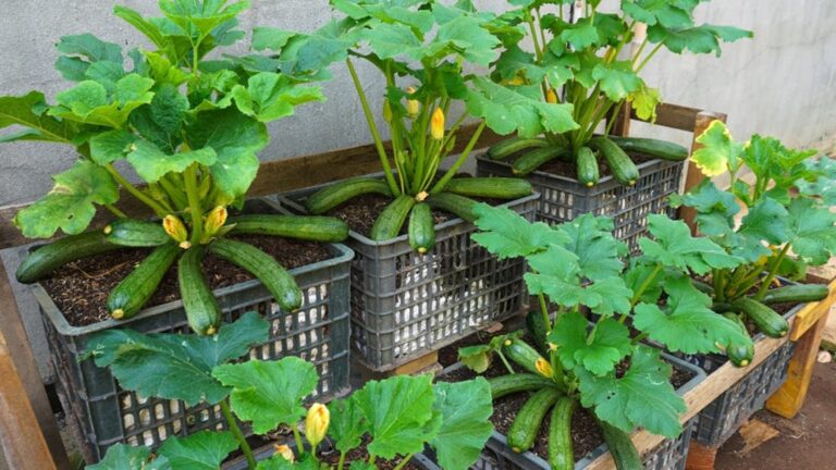 Un semplice gesto per avere zucchine abbondanti… scopri il segreto dei giardinieri esperti!