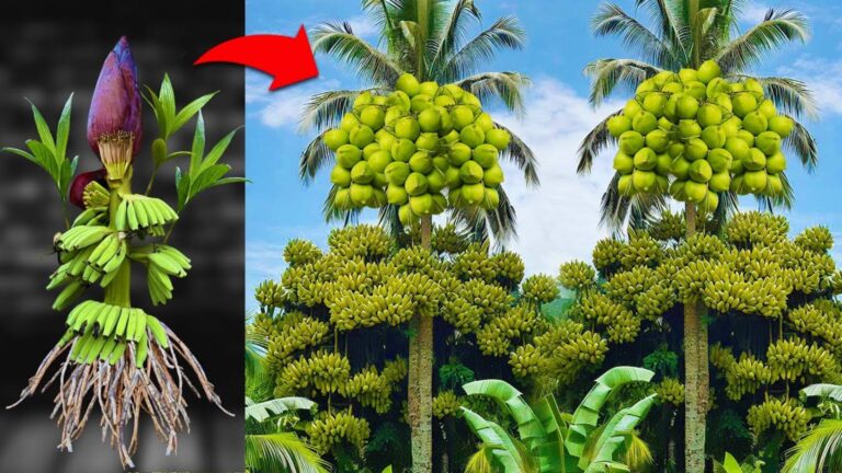 Un’idea davvero semplice per unire banane e cocco… scopri i risultati sbalorditivi!
