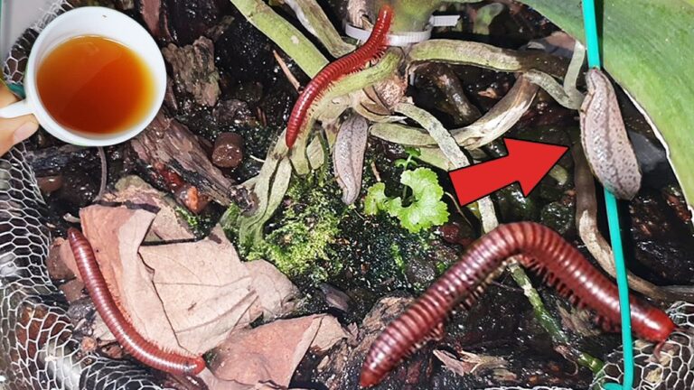 Scopri 1 trucco per eliminare le lumache dal tuo giardino!