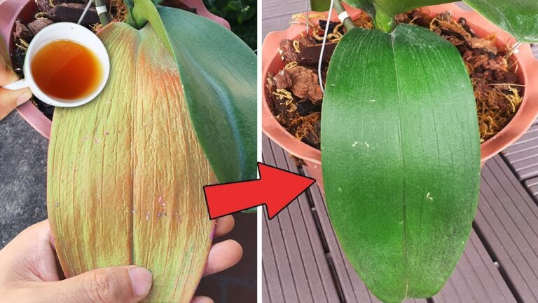 Reviva le orchidee: 1 tazza d’acqua magica per un risultato sorprendente!