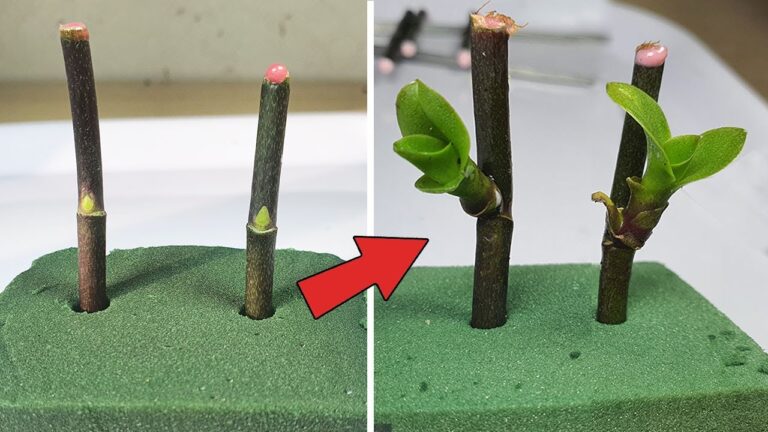 Scopri 5 trucchi per propagare orchidee velocemente con la schiuma floreale!