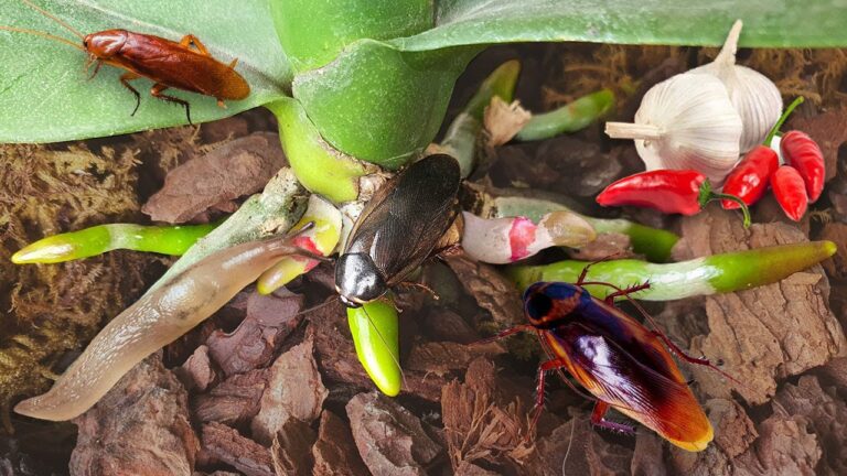7 trucchi per liberarti di scarafaggi e lumache e salvare le tue orchidee!