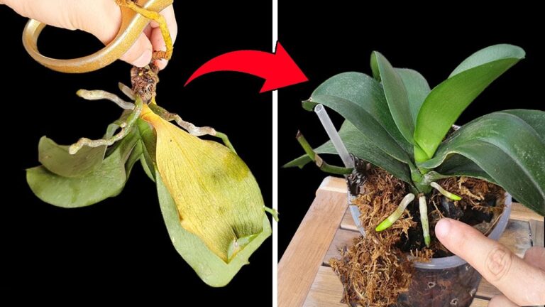 Rivivi 5 orchidee morte e trasformale in opere d’arte sorprendenti!