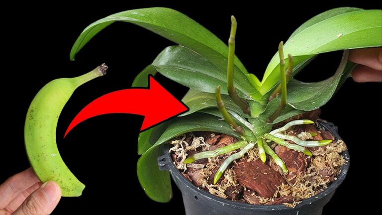 Scopri 5 segreti per far fiorire le tue orchidee per sempre!