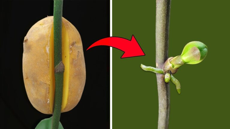 Scopri 5 segreti per propagare le phalaenopsis con risultati sorprendenti!