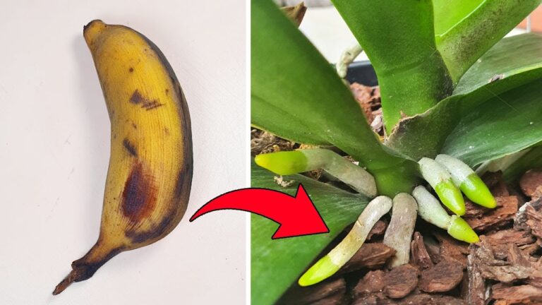 5 segreti per far crescere orchidee sane e con radici forti!