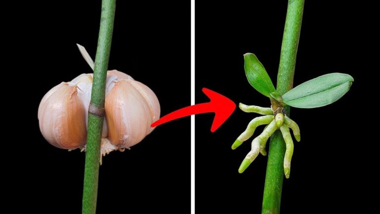 Propaga le tue orchidee in 5 semplici passi e sorprendili tutti!
