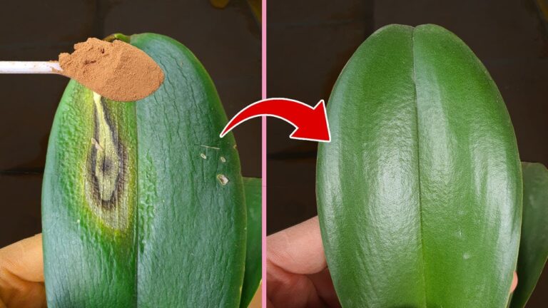 Scopri 5 trucchi per salvare la tua orchidea da foglie appassite!