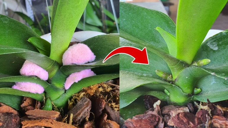 Scopri 5 trucchi sorprendenti per propagare orchidee con successo!