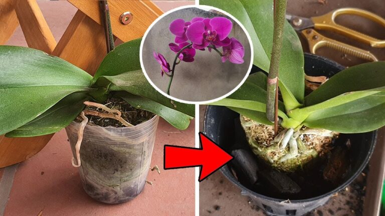 5 semplici passi per rinvasare un’orchidea in fiore senza stress