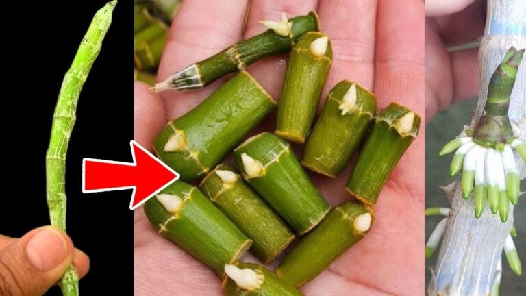 Propaga 5 tipi di orchidee con questo segreto infallibile! Scopri come farlo!