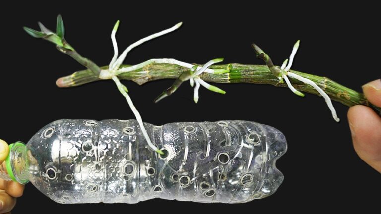 Scopri 5 trucchi per far germogliare orchidee Dendrobium in modo sorprendente!