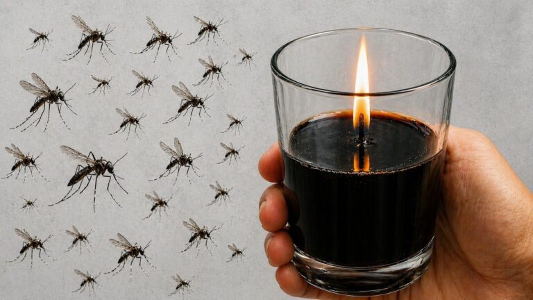 Scopri 5 trucchi per eliminare zanzare e mosche con una sola candela!