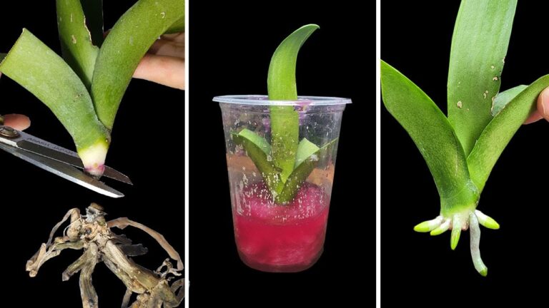 5 consigli magici per salvare le orchidee e far crescere nuove radici immediatamente