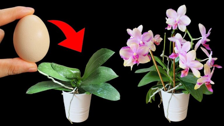 Fai sbocciare la tua orchidea in 3 semplici passi con il guscio d’uovo!