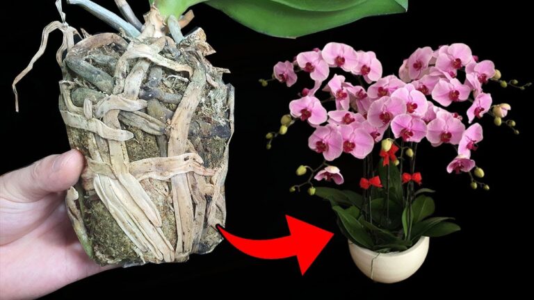5 semplici passi per trapiantare l’orchidea e salvarla dalla marcescenza!