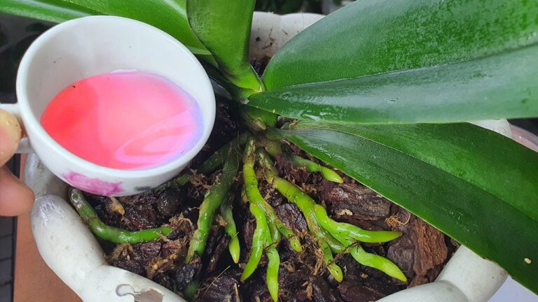 Scopri come far fiorire le tue piante tutto l’anno con 1 tazza di acqua speciale!