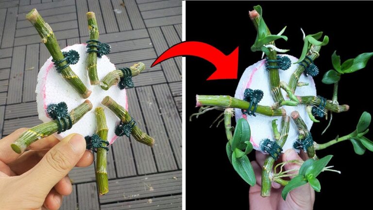 Scopri 5 facili passaggi per coltivare orchidee splendide con il polistirolo!