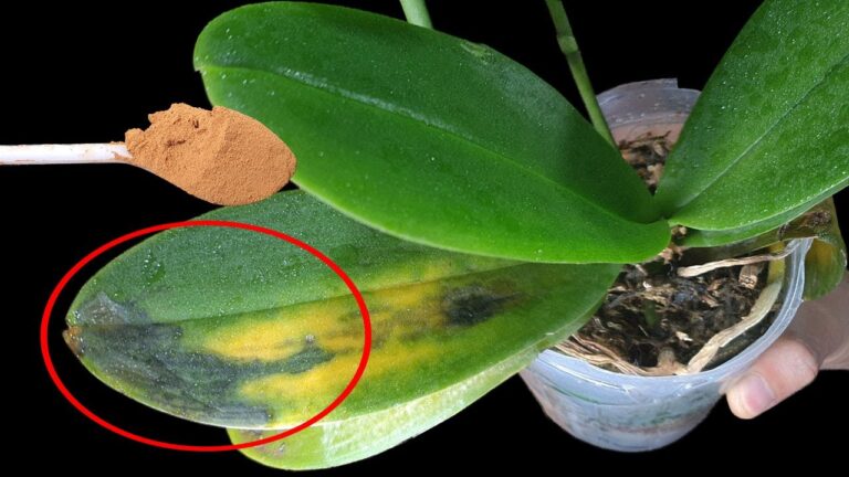 5 Passi per Salvare il Tuo Phalaenopsis e Rinvigorire le Tue Orchidee!