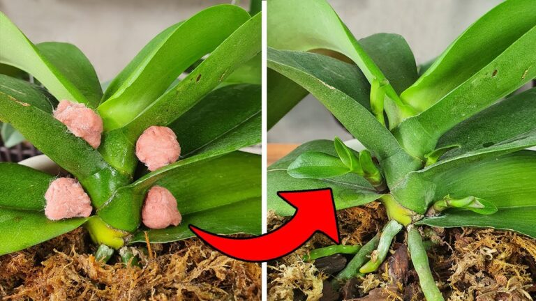 Scopri 5 metodi unici per propagare orchidee Phalaenopsis con risultati sorprendenti!