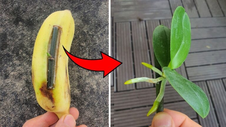 Il miracolo della frutta: 5 segreti per rinvigorire le orchidee subito!