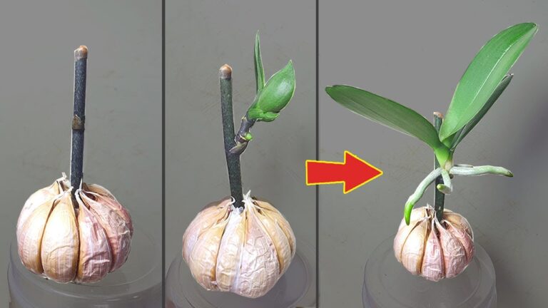 Scopri 5 segreti per far crescere orchidee dai rami fioriti!