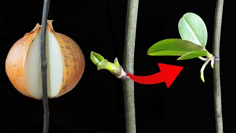 Scopri 5 trucchi per propagare orchidee con le cipolle in modo semplice!