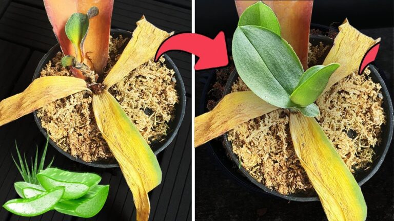 Revitalizza le tue piante: 5 trucchi con aloe vera per rinascita esplosiva!