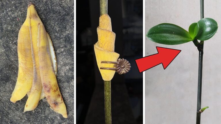 Scopri 5 metodi sorprendenti per propagare le orchidee Phalaenopsis con successo!