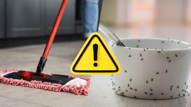 Elimina per sempre le formiche in casa con questo metodo infallibile