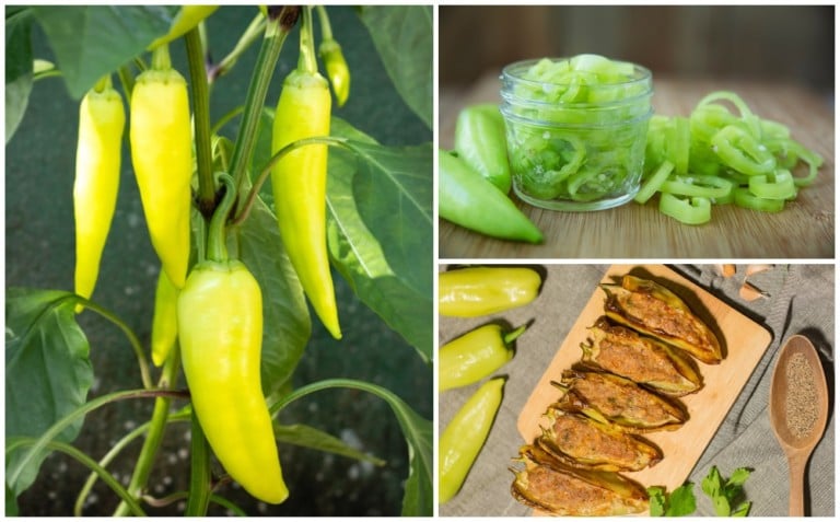 16 ricette con peperoni bananai che devi assolutamente provare
