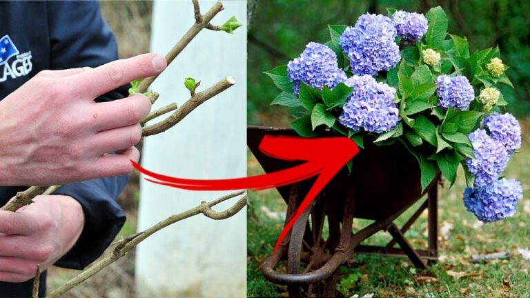 Scopri 5 semplici passi per riprodurre le tue ortensie con successo!