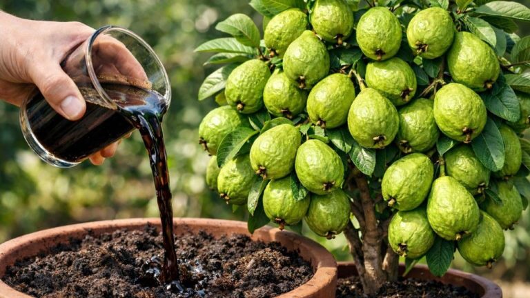 5 Segreti per Far Crescere le Tue Piante in Modo Facile e Veloce!