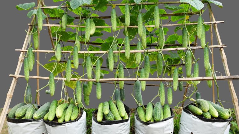 Coltiva 10 cetrioli succosi a casa tua: scopri i segreti per un raccolto prolifico!