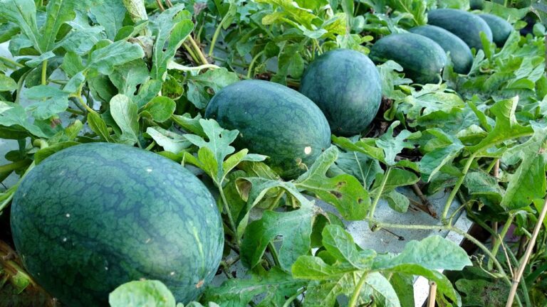 5 consigli per coltivare anguria in terrazza: un frutto grande e bellissimo!