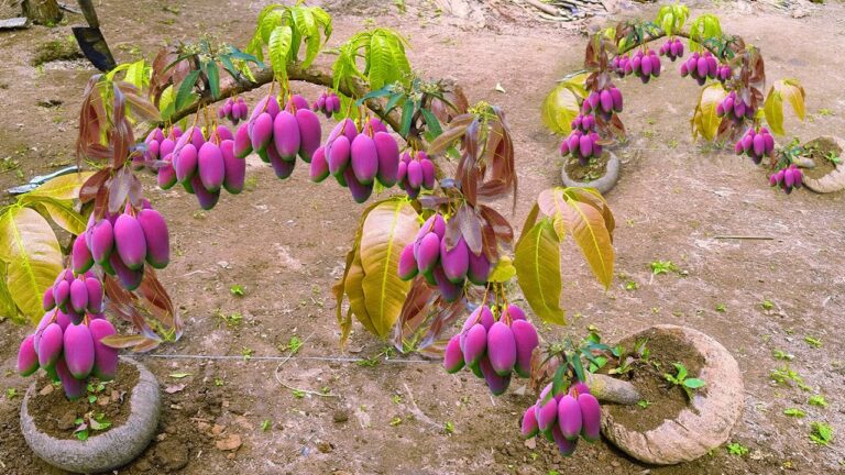 5 Tecniche di Innesto per Alberi di Mango con Frutta di Banana che Funzionano!