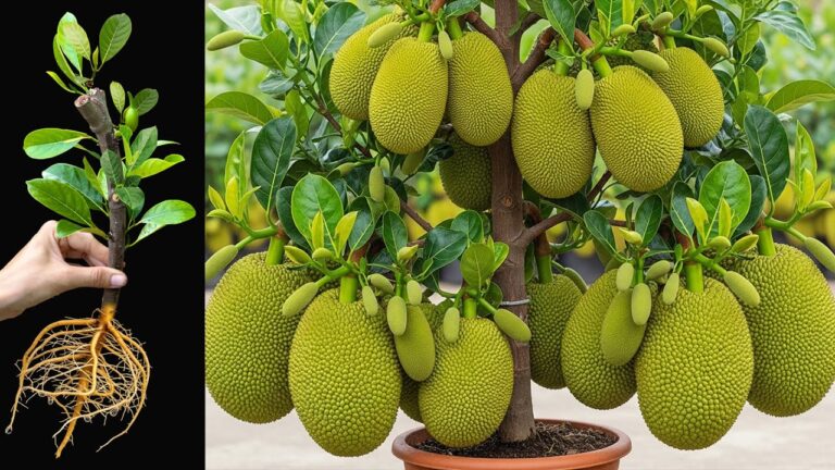 Scopri come il jackfruit cresce il 100% in più: trucchi sorprendenti per il tuo giardino!