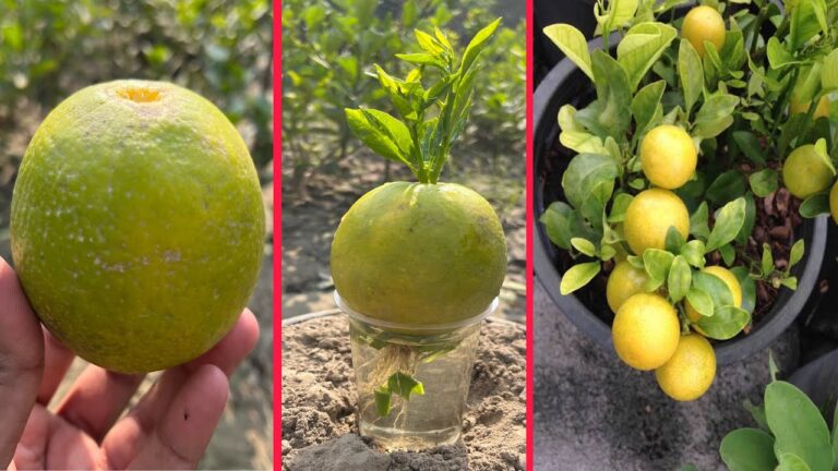 5 semplici passi per coltivare limoni e aloe vera insieme!