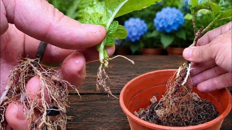 Scopri 5 Passi Semplici per Radicare Rami di Hortensia con Successo