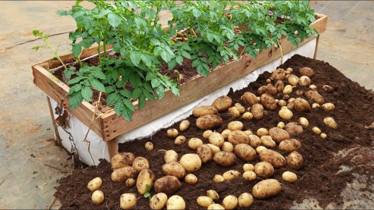 5 segreti per coltivare patate in casa e raccogliere tuberi abbondanti