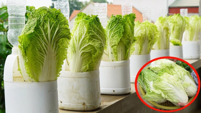 5 Tecniche Segrete per Coltivare Cavoli Straordinari in Bottiglie di Plastica
