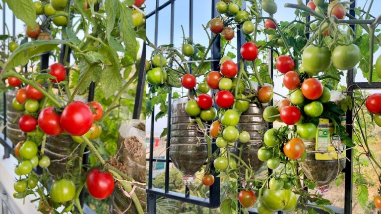 5 suggerimenti per coltivare pomodori anche senza giardino!