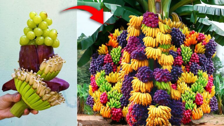 5 Tecniche di innesto per unire banane e uva e ottenere frutti sorprendenti