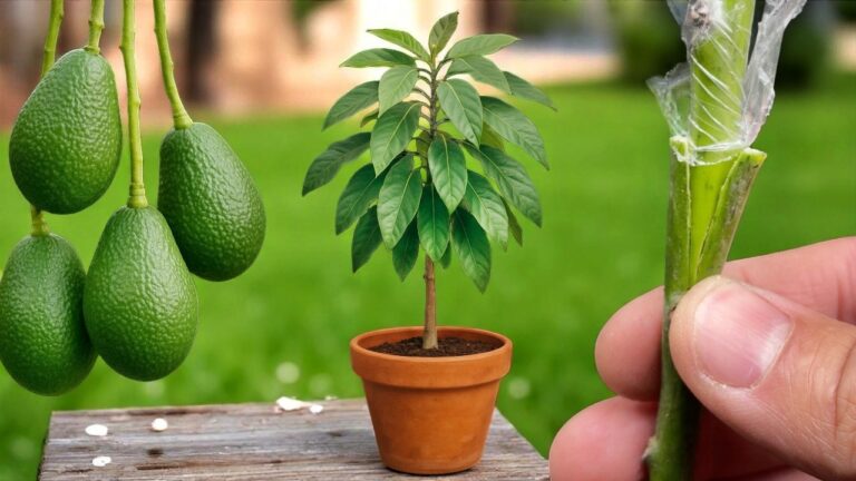 5 Passi Semplici per Ingerire Avocado e Ottenere Frutti deliziosi